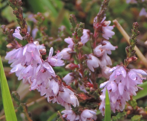 Calluna vulgaris